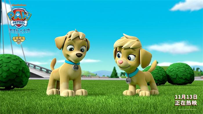 双胞胎狗狗艾拉和塔可在草地上玩耍.jpg
